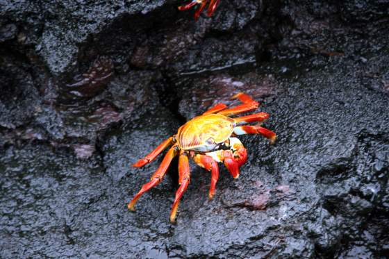 Bartolomé   Crab