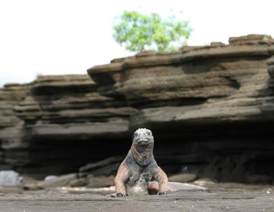 Bartolomé   Marine iguana