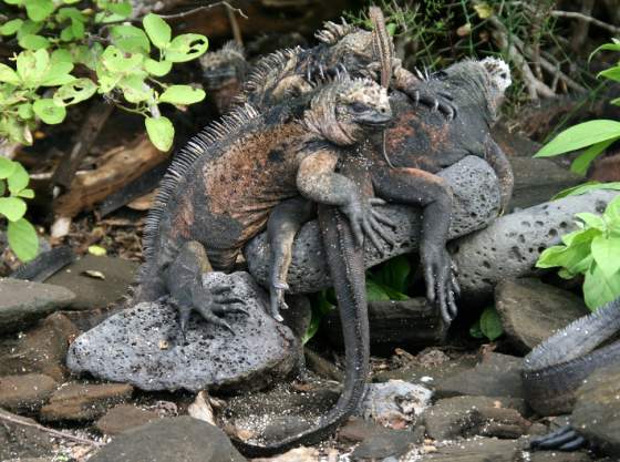 Bartolomé   Iguana group hug