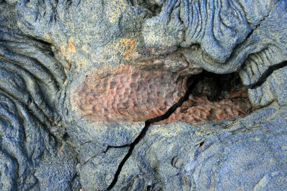 Bartolomé   Imprint of tree burned in lava