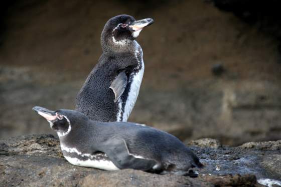 Santiago   Penguins