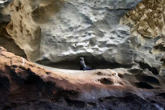 Santiago   Sea lion