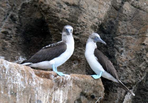 Santiago   Blue footed boobies