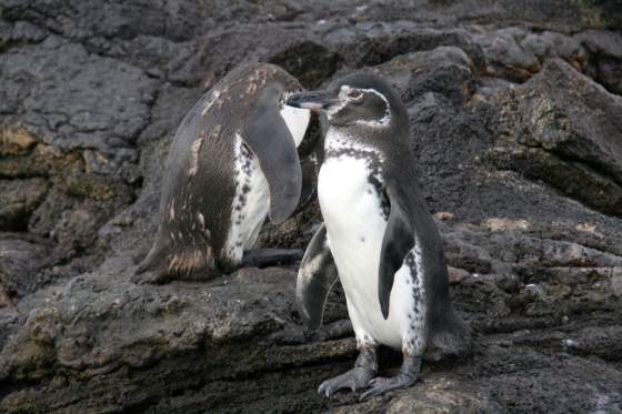 Santiago   Penguins