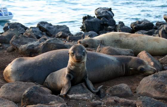 Santiago   Sea lion pup and mother