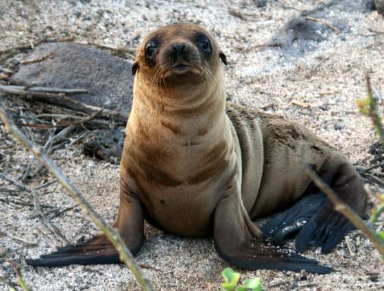 Santiago   Sea lion pup