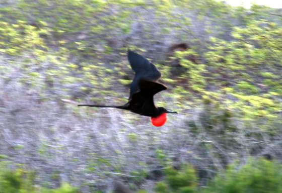 Santiago   Frigate bird