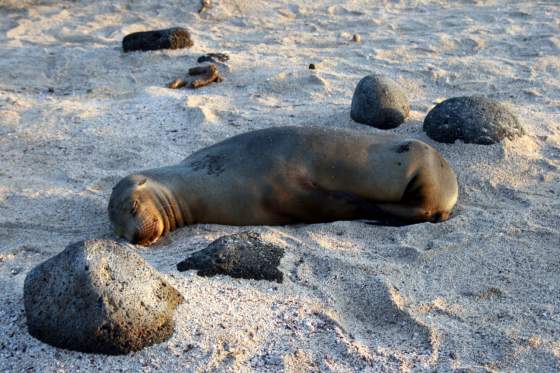 Santiago   Lazing sealion