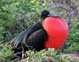 Santiago Frigate bird