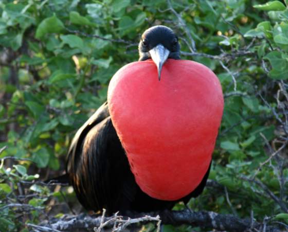 Santiago   Frigate bird