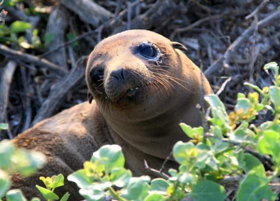 Santiago   Sea lion