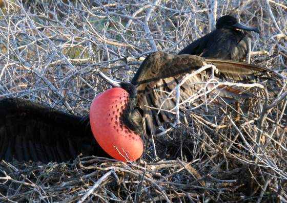 Santiago   Frigate bird