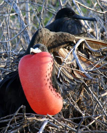 Santiago   Frigate bird