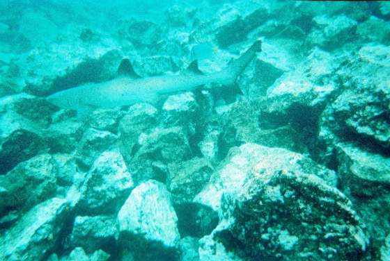 White tip reef shark