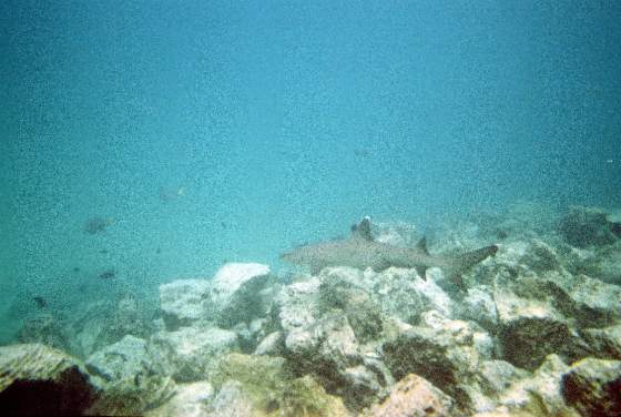 White tip reef shark