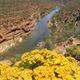 Outback flowers