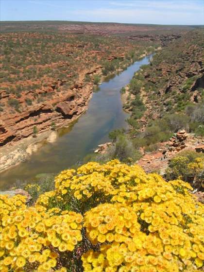 Outback flowers