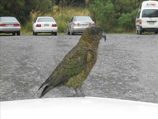 Kea