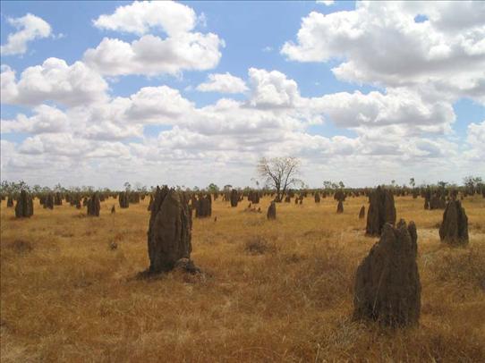 Ant Hills