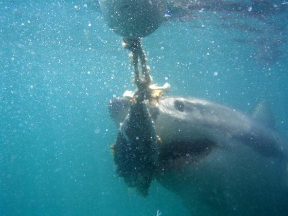 Great White Shark cage diving