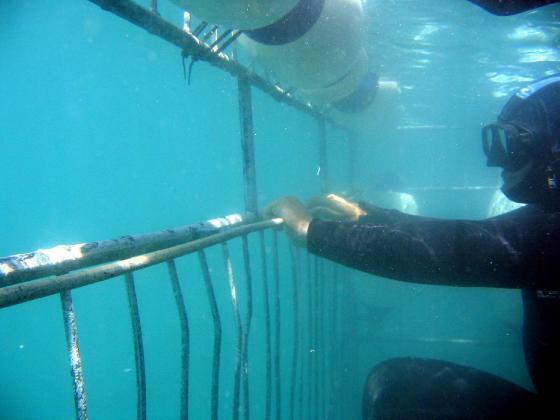 Great White Shark cage diving