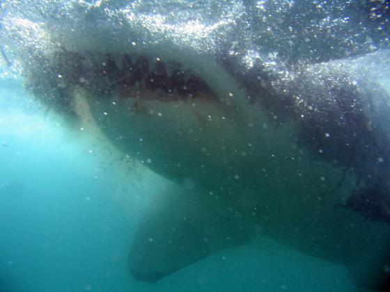 Great White Shark cage diving