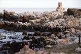 African Penguin colony on the way to Hermanus