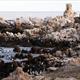 African Penguin colony on the way to Hermanus