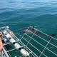 Great White Shark cage diving