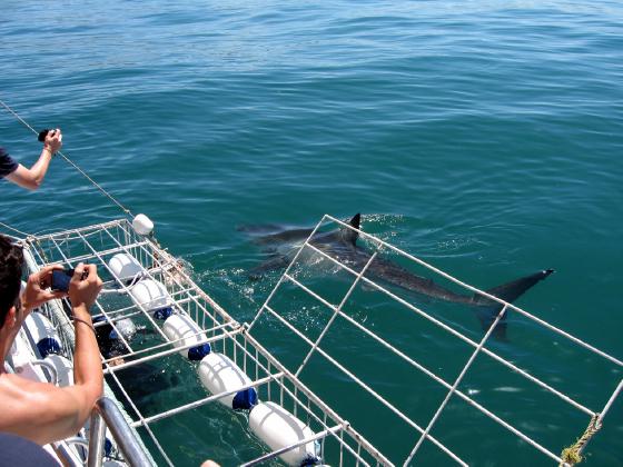 Great White Shark cage diving