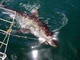 Great White Shark cage diving