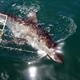 Great White Shark cage diving