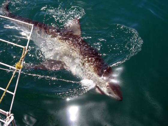 Great White Shark cage diving