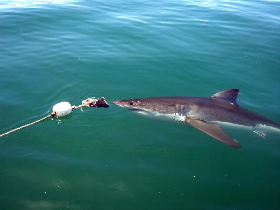 Great White Shark cage diving