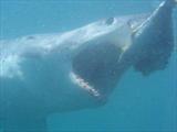 Great White Shark cage diving