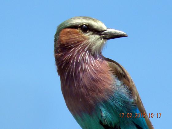 Lilac breasted roller