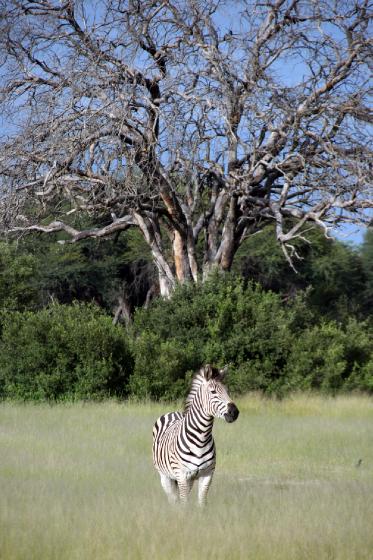 Zebra