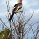 Yellow billed hornbill