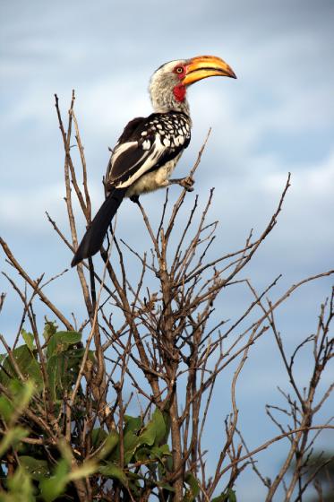 Yellow billed hornbill