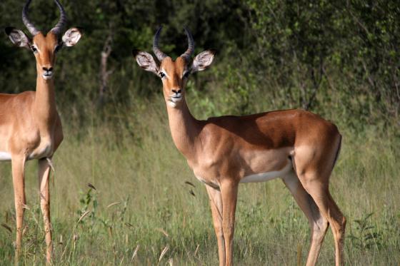 Impala