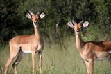 More impala