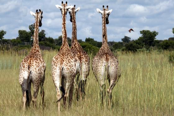 Giraffes pestered by Lilac breasted roller