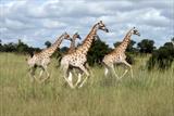 Giraffes in mid gallop
