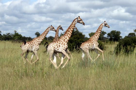 Giraffes in mid gallop