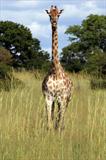 Solitary giraffe