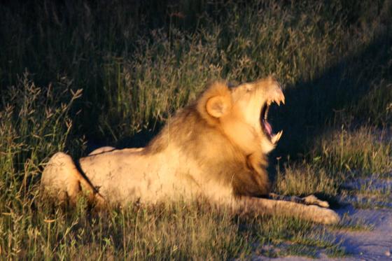 Lion mid roar
