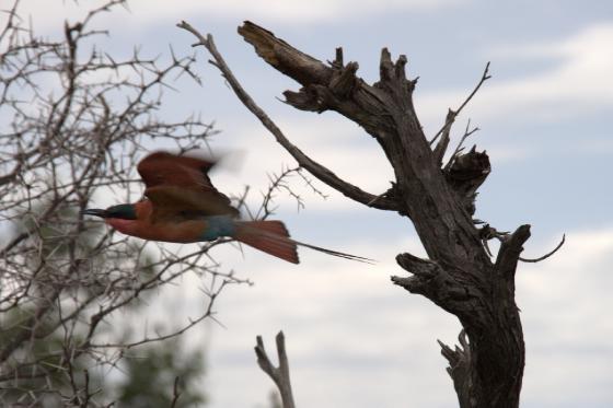 Lilac breasted roller