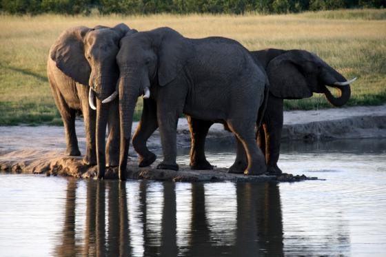 Elephants at the waterhole