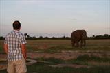 Facing off against the elephant