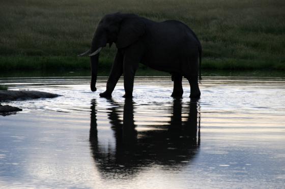 Elephant reflection